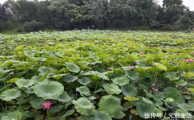 长春园|“皇家园林”圆明园韵味十足，堪比吴冠中笔下江南水乡水墨画