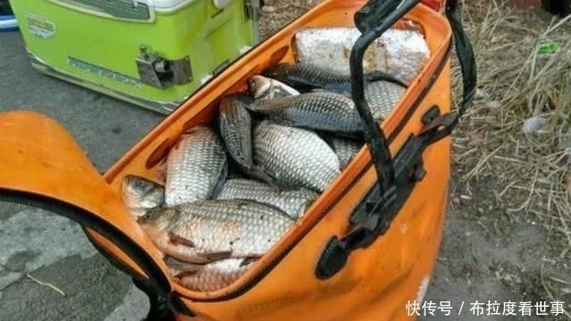 夏天唯独这鲫鱼饵才霸气,一般小药还真比不上难老司机藏着掖着
