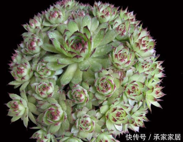 它被称为“最好养活的花”,一种就活,年年爆盆,一颗繁殖50棵