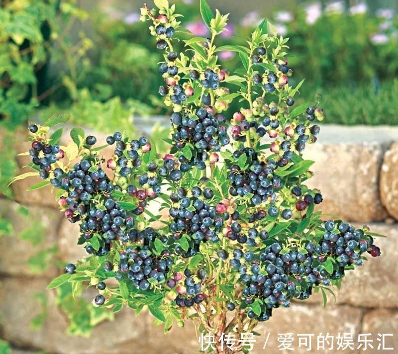 果子|阳台养花也种果,3种水果可盆栽,果子多、味道好、养护简单