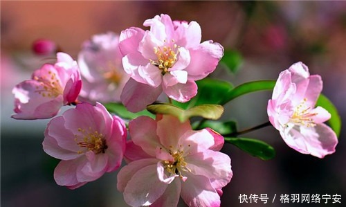 纪晓岚故居的海棠树是何来头?为啥不让合影?知道真相你还敢拍吗