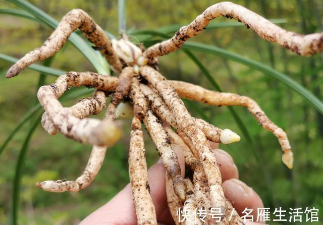 养兰花时多菌灵如何使用？很多网友不知道，用错了不仅无效还有害