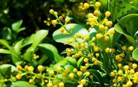 夏天家里养这几种花,散发出的香味清新自然,能够去除家中异味