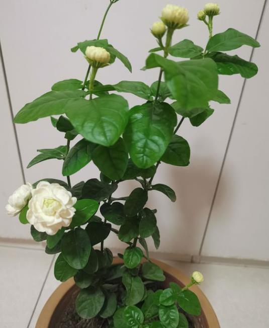 茉莉花叶片干枯脱落,先别扔,学会1步操作,起死回生冒满新芽