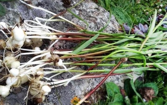 平贝母|见到这野生植物,一株都要珍惜,目前千元一斤,珍贵难得