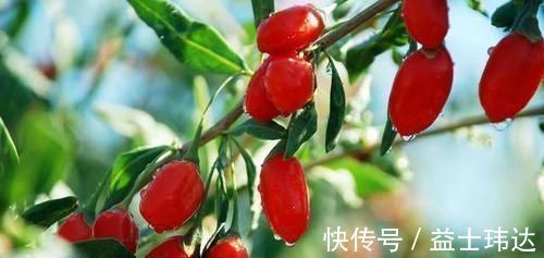 代谢|血栓的“头号敌人”找到了,隔三差五吃点,血管或能畅通无阻