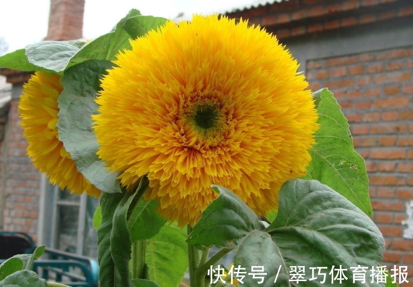 行动派|“把老婆当宝贝的”3大生肖男,对妻子很疼爱,女人要了解