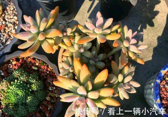 光照|养多肉秋丽，从这4点入手，植株一年四季长新枝，呼呼爆盆