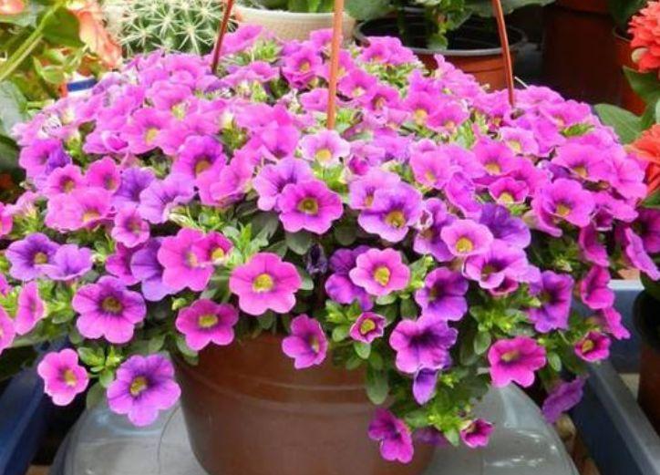 月季花|4种花养在家里，美得让人毫无抵抗力，花大色艳，全年开花不断