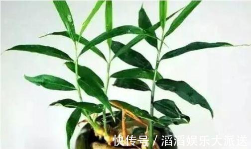 冬天怎能缺的了“它”,扔在水里还能发芽,几月就能长成老桩