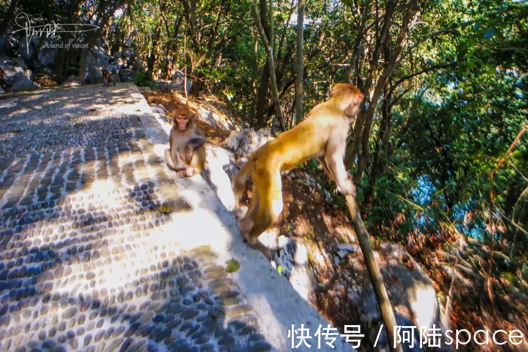 千岛湖景区|野猴伤人推人事件频发，为什么杭州千岛湖景区里的就那么听话？