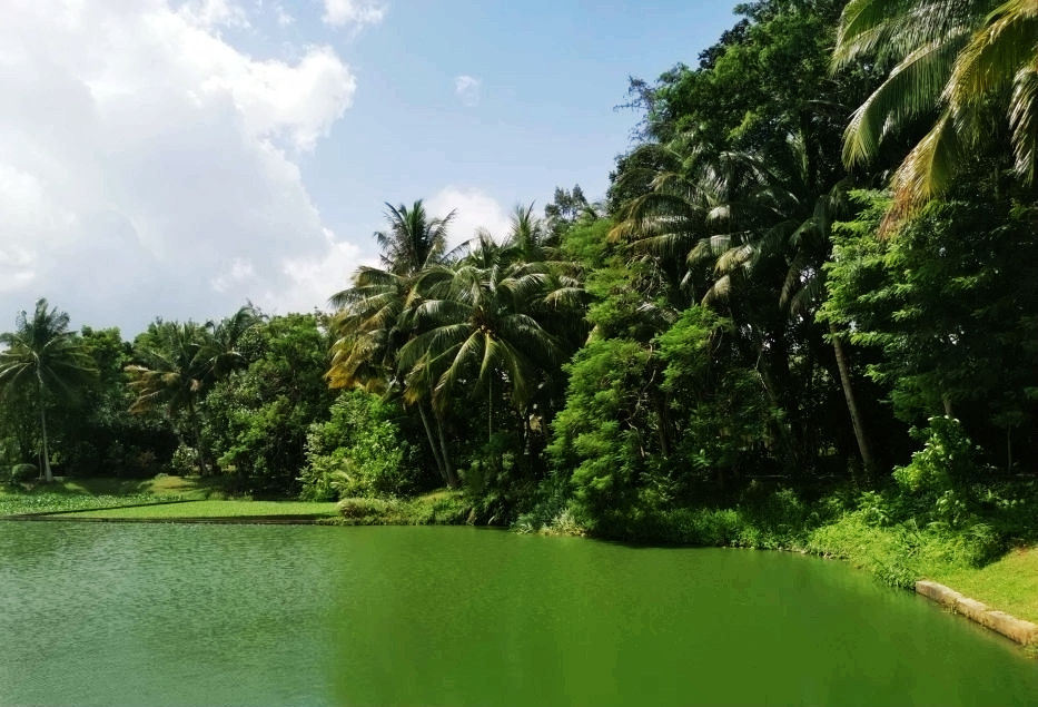 热带经济|美丽的植物园，独特的植物景观——游兴隆热带植物园