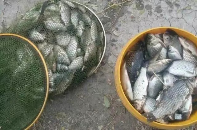 不必发愁怎么钓大板鲫,这3大冬钓秘诀,可能一直被你忽视!