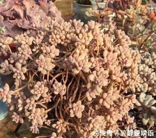 张大妈家的“多肉”又爆盆了,给看得“眼红”了