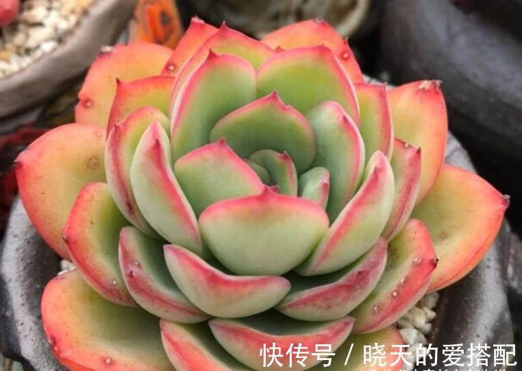 蓝姬莲|有6种水别用来浇多肉,后果要么是盆土板结,要么多肉直接挂掉