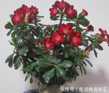 浇水|这四种绿植,十天半个月可以不浇水,爆芽、疯长到盆都装不下!