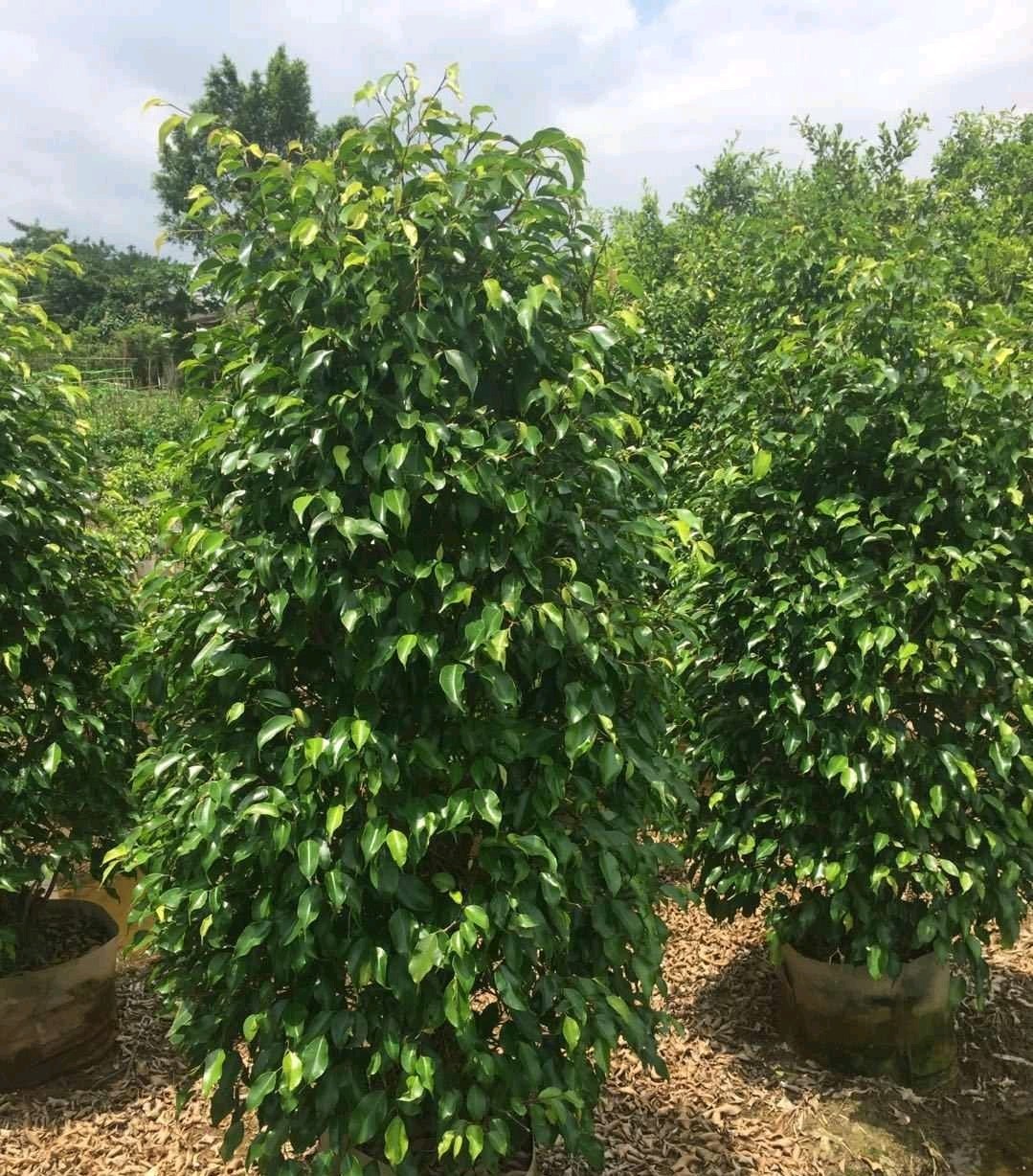 空气|这6种花，是净化空气的小能手，为了健康，家里一定要放一盆