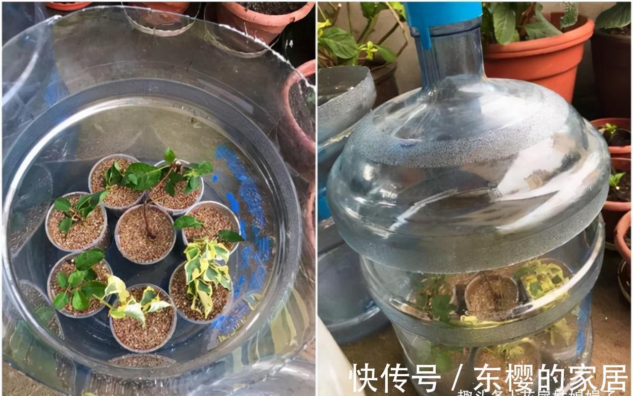 这4种花，适合在秋季进行扦插繁殖，快行动起来吧！