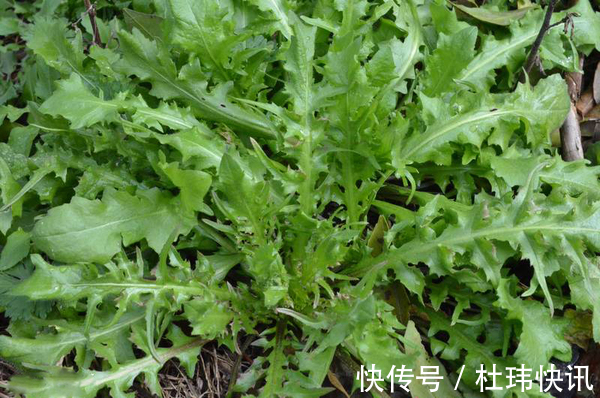 荠菜|荠菜虽然好吃,但是挖的时候小心划伤