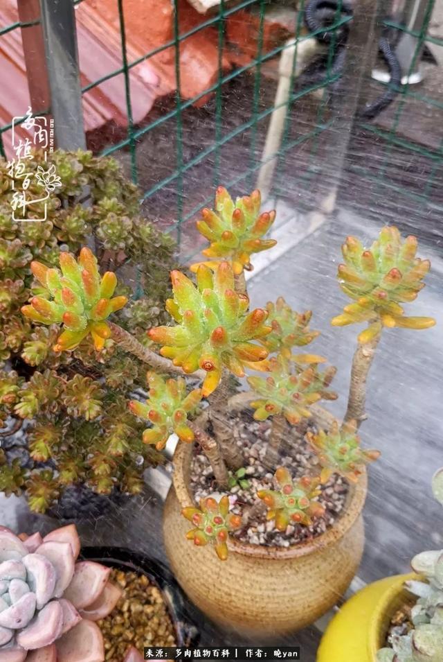 养多肉近四年,一路的走来,阳光总在风雨后!
