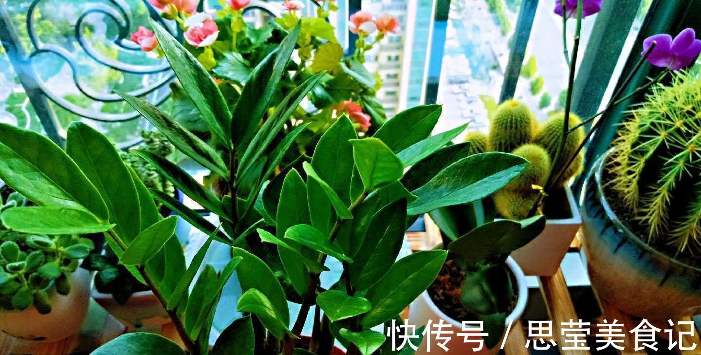 发财树|七种带“钱”的花，好看又好养，寓意吉祥，财源滚滚，建议养一盆