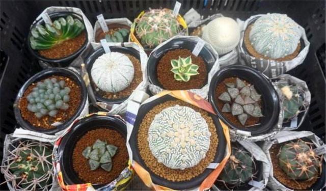 大一被忽悠300元买1盆“多肉”，毕业时一数爆了200个崽，太值了