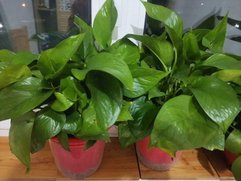 绿萝吃个鸡蛋，叶子蹭蹭长，绿得直滴油