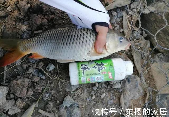 老鬼螺鲤钓鲤鱼,yyds