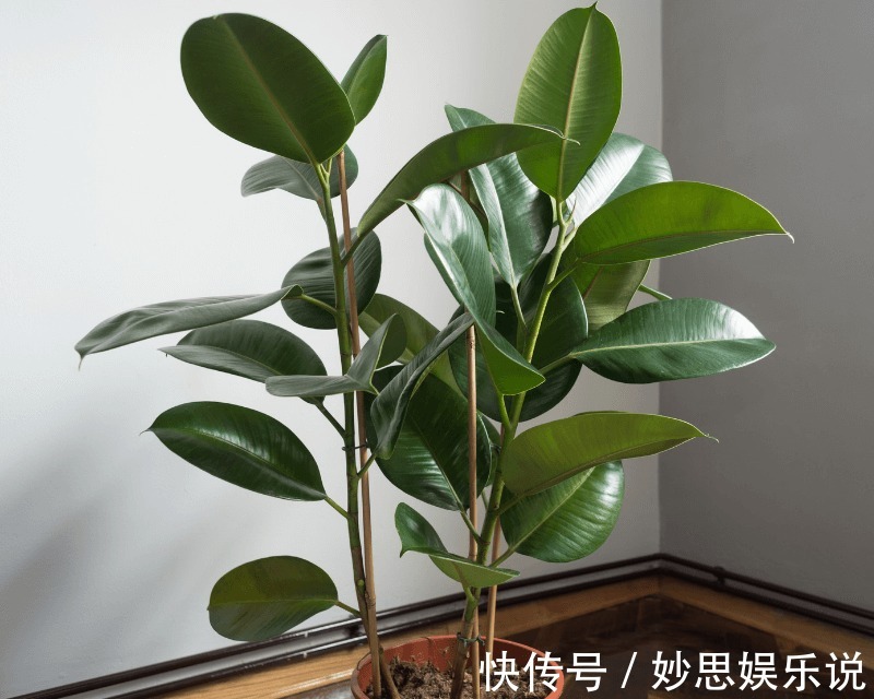 懂养生的人,卧室常养此“5种花”,身心舒畅,好养好看