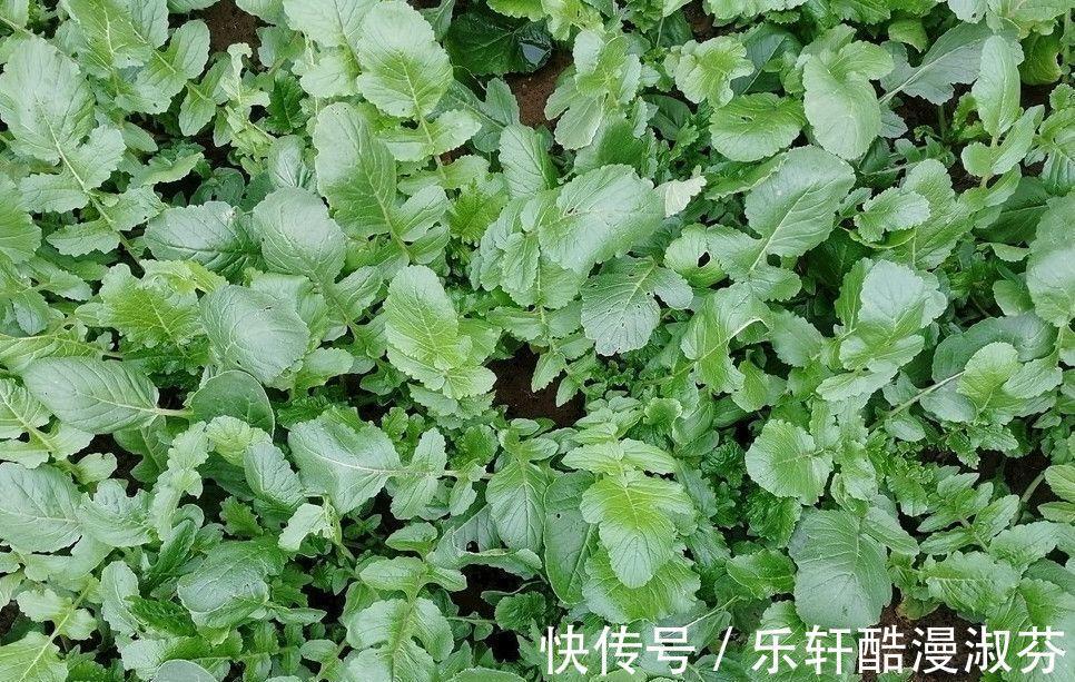 鲜嫩|蔬菜中的“人参”，叶子营养极高，9月正鲜嫩，鲜嫩翠绿特下饭！