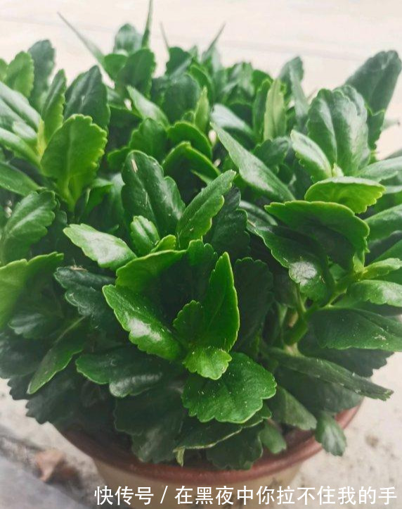 秋天到长寿花“撒欢长”,教你3个窍门,摁住枝条,长花苞