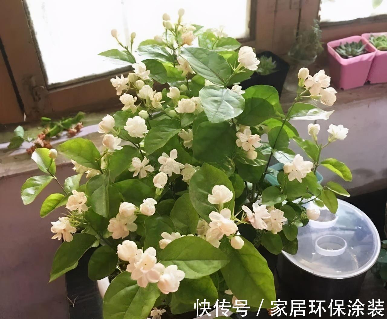 夏天|7种漂亮花,自带“体香”,阳台养一盆,家里就像喷香水