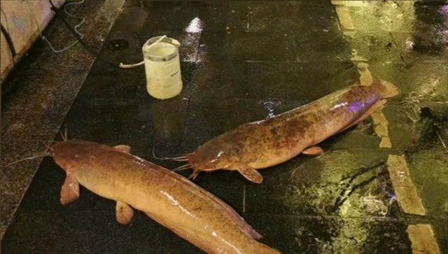 深圳龙华，小河沟内大鱼乱爬！钓鱼人：为何不开放垂钓？