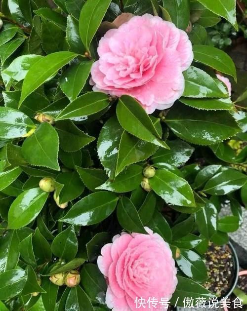 阳台上|6种“耐阴花”,室内也能生长旺盛,叶色翠绿又开花