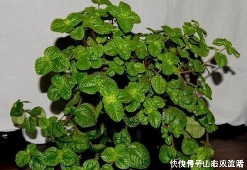 绿萝|耐阴花不止吊兰、绿萝,有“8种花”放北房间也能长成“美瀑布”!