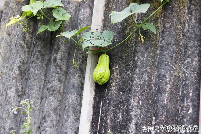 冬天这菜要多吃，钙是鸡蛋的9倍，却只要5毛一斤，包成饺子特香