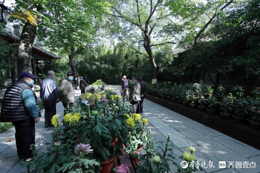 海豹池|菊花吐蕊，菊香四溢，趵突泉菊展代客来