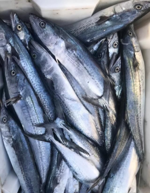 买鱼时,内行人专挑这3种海鱼买,无法人工养殖,肉质鲜嫩还便宜