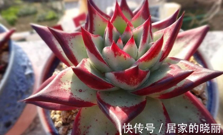 夏季|多肉乌木夏季容易化水?小心这3点,打响防护的“第一枪”