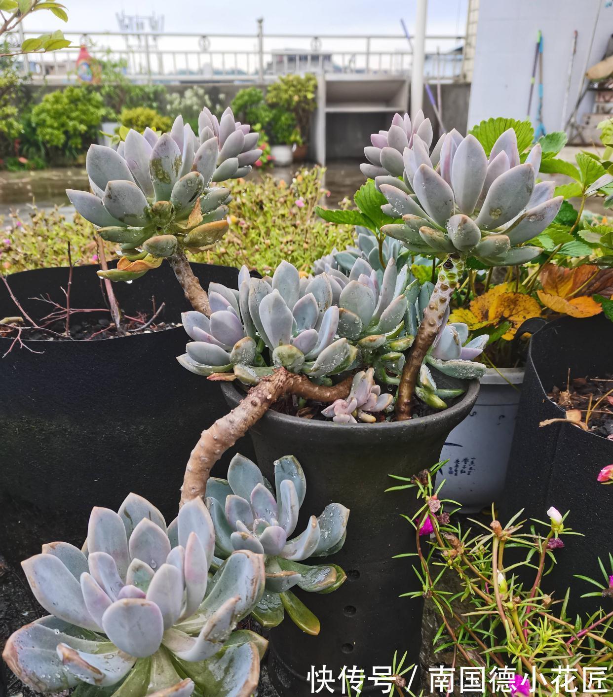 2种普通又皮实的多肉，枝叶旺颜色美易繁殖，养好了一样是精品