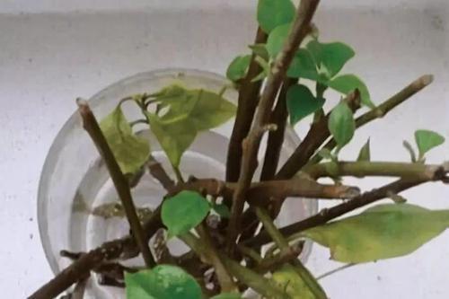 路边见到“2种树”,随手摘个小枝条,插土就活,呼呼发根系