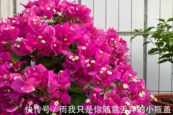 三角梅不开花咋办教你4个“妙招”，20天嗖嗖冒花芽，花开爆盆