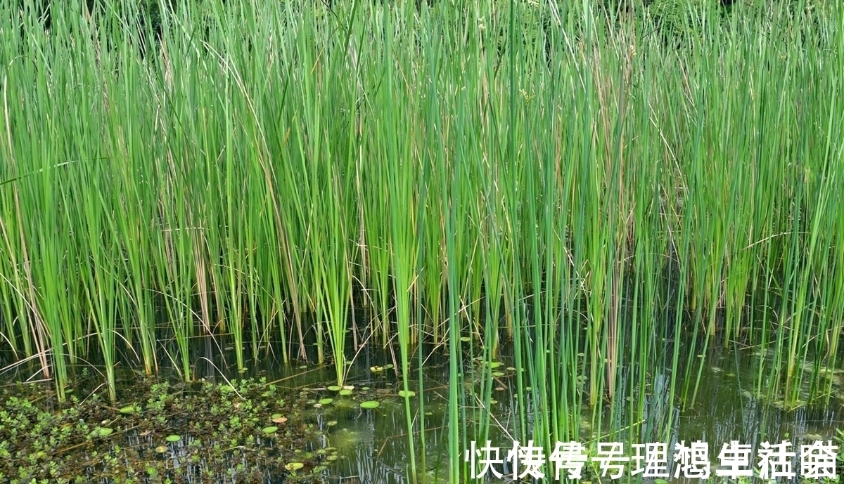 四书@《红楼梦》:“暖香坞雅制春灯谜”众人所制的灯谜详解