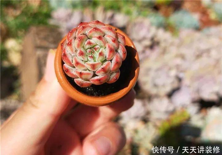 爸妈不在家,我在院子里疯狂种多肉,倍儿爽