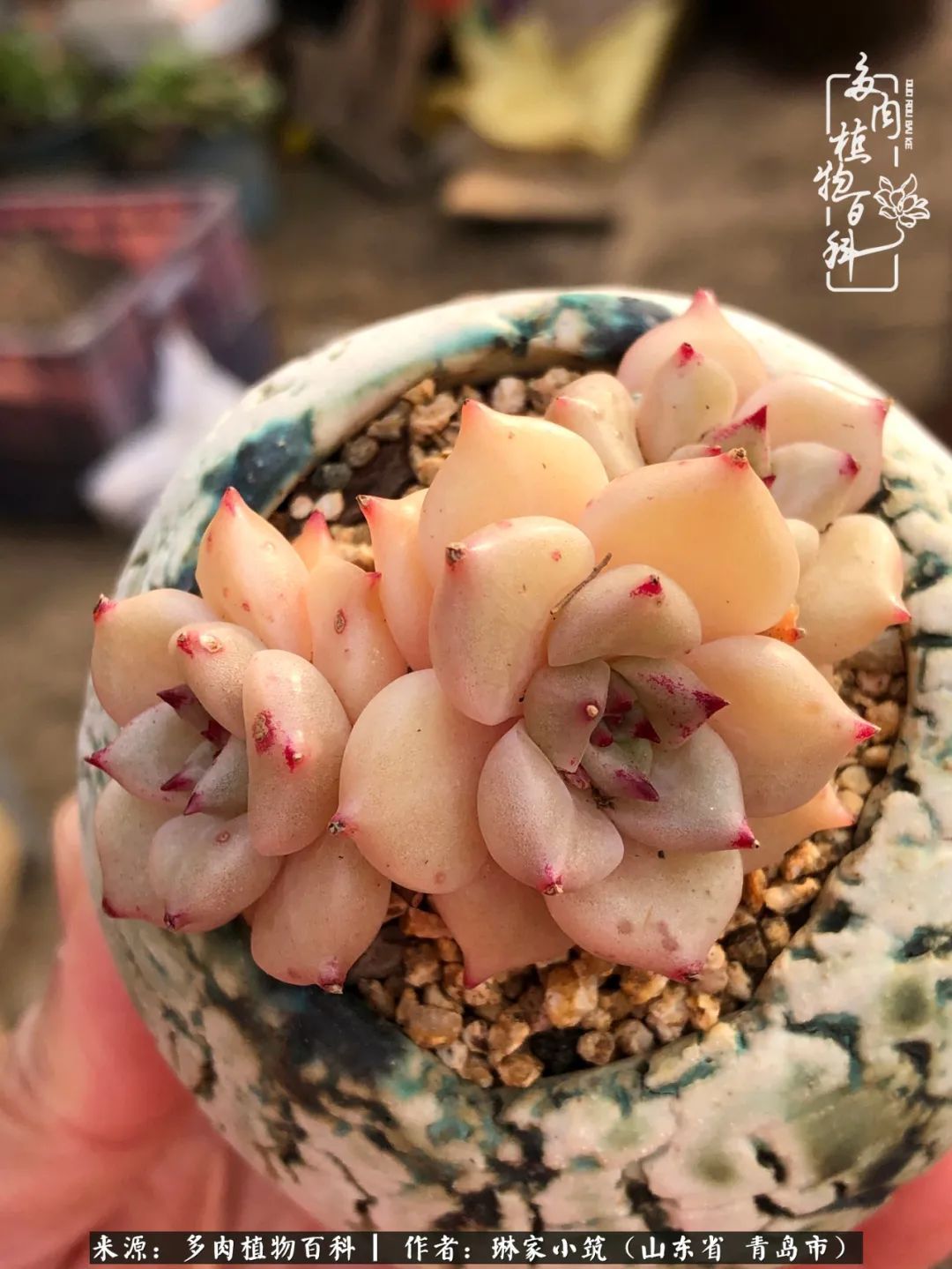 多肉|有史以来最厉害的一场寒潮，治好了我养多肉这些年的“坏毛病”