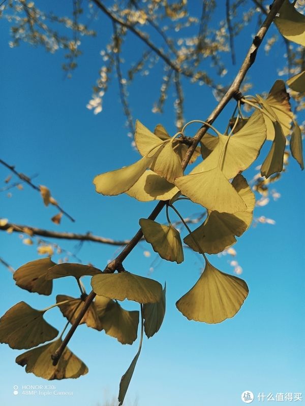 处理器|荣耀又添新系列，天玑810处理器，颜值加轻薄售价1699元值不值？