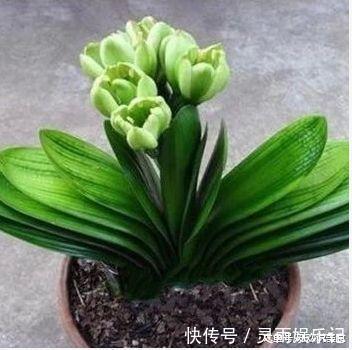 观赏|六种“冻不死”植物,沾土既活,放在家里满屋香!身体还会更健康