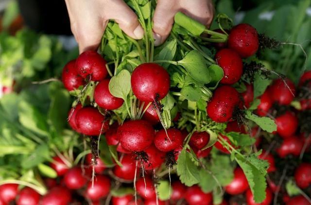 阳台种盆菜,比花还好看,结果还能吃,别提多美了