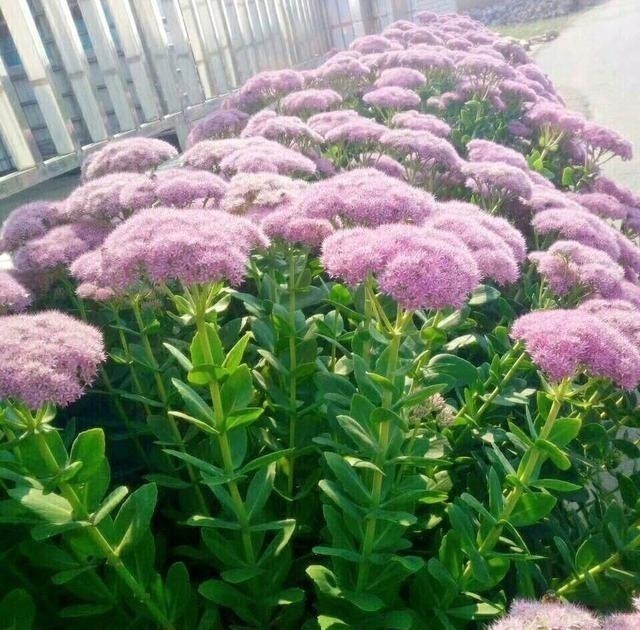 有院子一定要养“2种”花,剪1根枝条“沾土就活”,变成小花园!