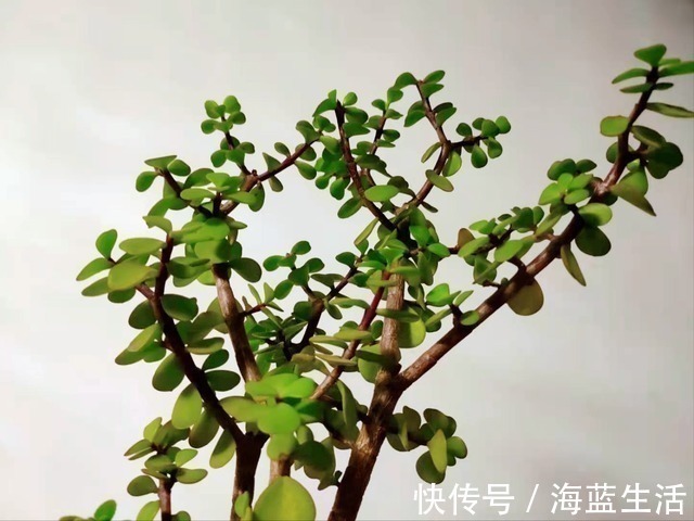 花盆|盆栽金枝玉叶，学会5个养护小技巧，枝叶茂盛，2年长成小“老桩”